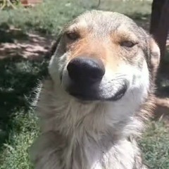 🌲🐾Faolàn🐾🌲