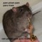Chipsy Bananowe