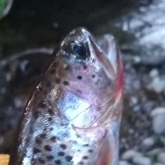🫎🇺🇲🎣