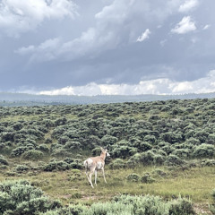 tiny glasses big face