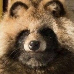 Tanuki gang