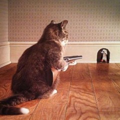 mr.cattt