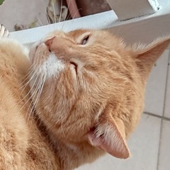 Hugo