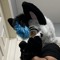 Castor_Fur