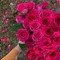 Rawan Keshk
