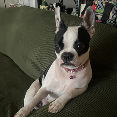 naybella