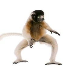 Lowsifaka