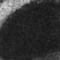 angel dust