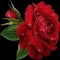 Doaa Elgendy