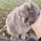 ねこまるごはん