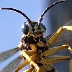 critterbug