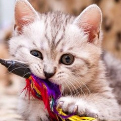 KITTN🐸🎸⎛⎝ ≽ > ⩊ < ≼ ⎠⎞