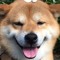 shiba