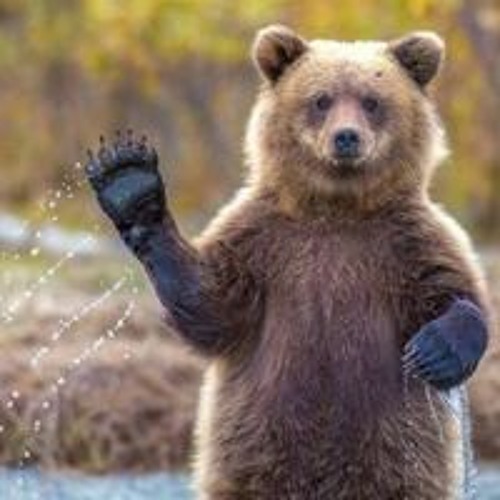 Vara Devageet Medve Pszàyzoné’s avatar