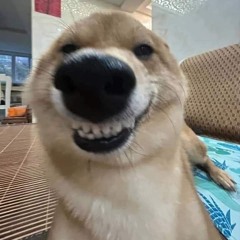 Demo LẠC VÀO KHU RỪNG HOA - Dari - Music.mp3