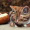 breaded cat