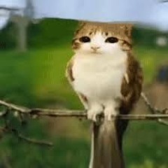 meekopatty