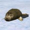 Sleepy_seal