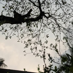 Vijju