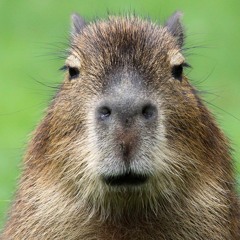 capybara god#12