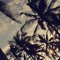jay 🌴