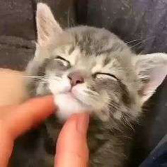 Mishi.cl