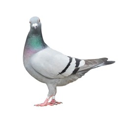 bird