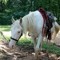 Shorty The Horse