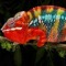Kameleons Chameleons