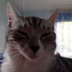 luna,ronja