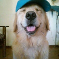 고양이