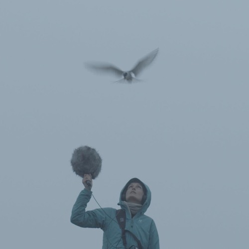 Seeking Birdscapes in Iceland’s avatar