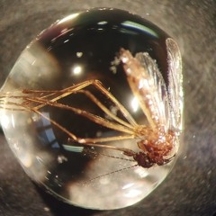 DENGUE