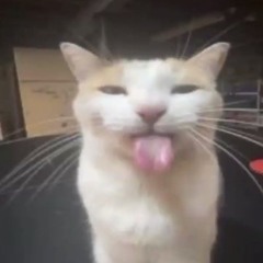 silly ahh cat from ohio(tuff)