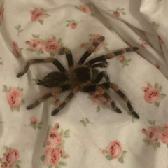 Cinammon Spider