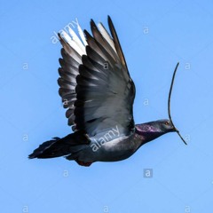 Pidgeononastick