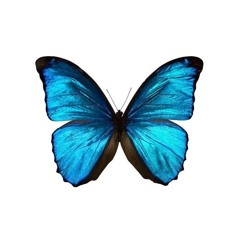 anavitorianl