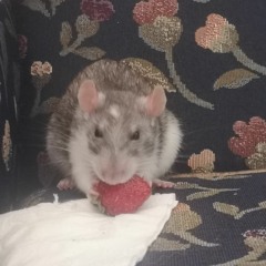 Lou