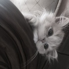 Vũ Trường Đạt (Suy)