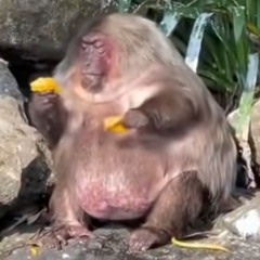 Kaoo?