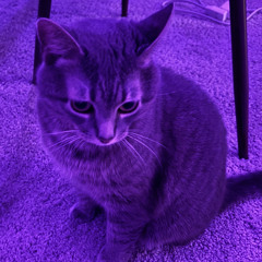 Sofi