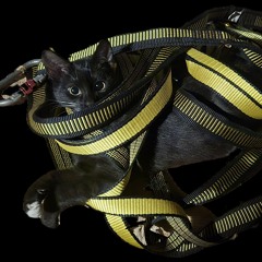 slackcat