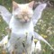 catwhodoesn'tmeow