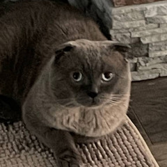Führer
