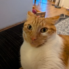 Orangecat