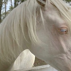 a pale horse ✝︎
