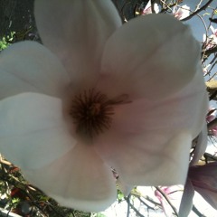 Plant@Beauty