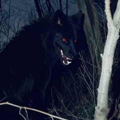 WOLFZZZZ