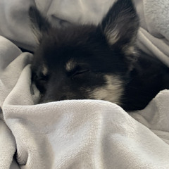 gavin🧟‍♂️