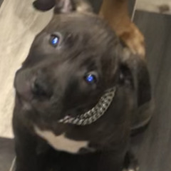 cj